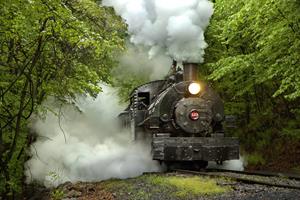 Rolling through the Tree Tunnel