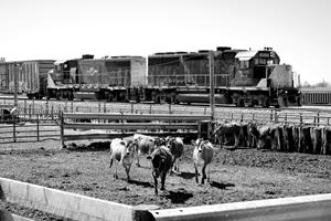 Happy Cows and  the Jerome Local